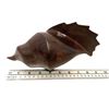 Image 3 : Wood Hand Carved Seashell Conch Decorative Sculpture