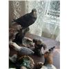 Image 3 : Collection of Eagle Ornaments
