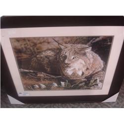 Framed Print The Lynx