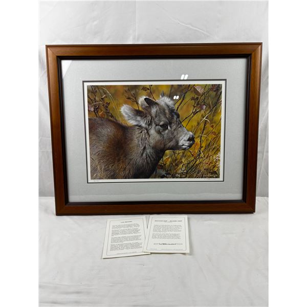 "Mountain Baby - Bighorn Sheep" by, Carl Brenders
