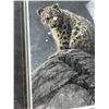 Image 3 : "Young Snow Leopard" by Robert Bateman