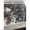 Image 4 : "Snow Leopard Portrait" by Carl Brenders