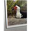 Image 2 : Robert Bateman Black Skimmer Art Print