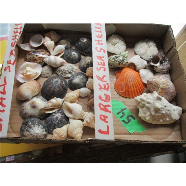 TRAY C/W ASSORTMENT OF SEA SHELLS