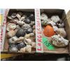 Image 1 : TRAY C/W ASSORTMENT OF SEA SHELLS