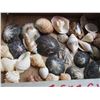 Image 2 : TRAY C/W ASSORTMENT OF SEA SHELLS