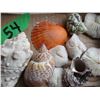 Image 3 : TRAY C/W ASSORTMENT OF SEA SHELLS