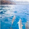 Image 2 : Explore the Napali Coast: Snorkeling Adventure for Two