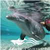 Image 1 : Dolphin Quest Deluxe Encounter at the Hilton Waikoloa Village, Big Island