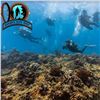 Image 1 : Aaron's Dive Shop Gift Certificate for Two, Kailua