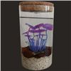 Image 1 : Ecosphere