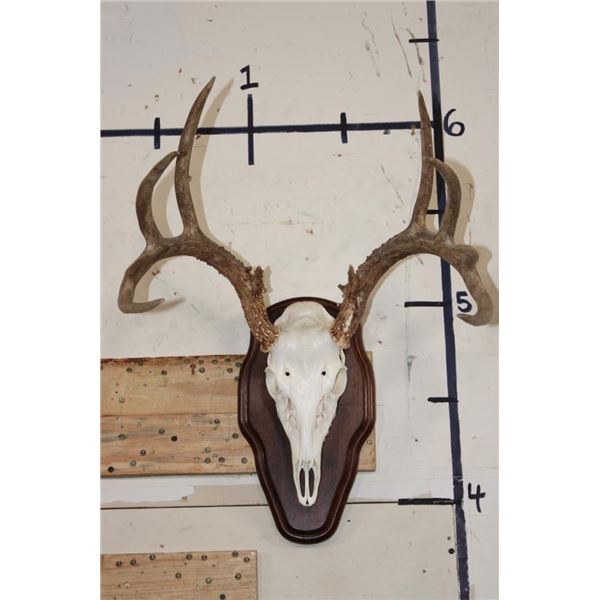 11-Point WHITETAIL DEER Skull on a Wood Plaque
