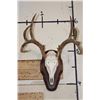 Image 1 : 11-Point WHITETAIL DEER Skull on a Wood Plaque