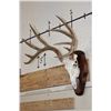 Image 2 : 11-Point WHITETAIL DEER Skull on a Wood Plaque