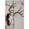 Image 3 : 11-Point WHITETAIL DEER Skull on a Wood Plaque