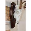 Image 4 : 11-Point WHITETAIL DEER Skull on a Wood Plaque