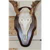 Image 5 : 11-Point WHITETAIL DEER Skull on a Wood Plaque