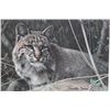 Image 3 : "Bobcat" by Charles Frace, Signed and Numbered Art Print, Framed with a 1983 Conservation Stamp