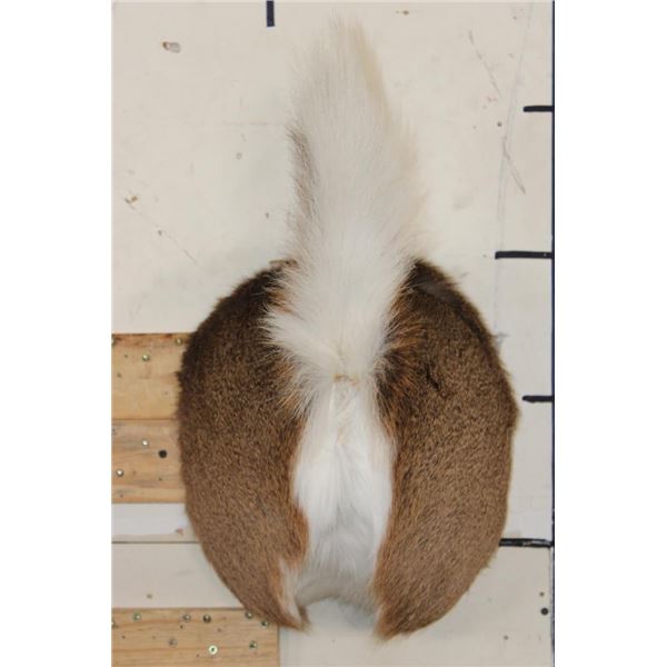 WHITETAIL DEER Bottom and Tail