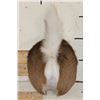 Image 1 : WHITETAIL DEER Bottom and Tail