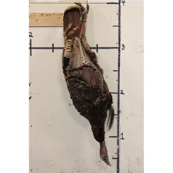 Life-sized TURKEY Mount