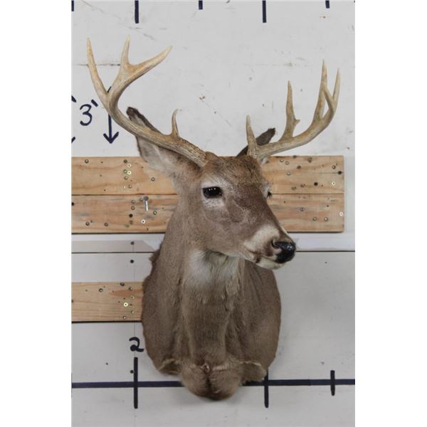 10-Point WHITETAIL DEER Shoulder Mount