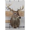 Image 1 : 10-Point WHITETAIL DEER Shoulder Mount