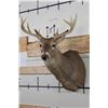 Image 2 : 10-Point WHITETAIL DEER Shoulder Mount