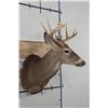 Image 3 : 10-Point WHITETAIL DEER Shoulder Mount