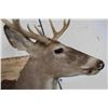 Image 4 : 10-Point WHITETAIL DEER Shoulder Mount