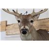 Image 5 : 10-Point WHITETAIL DEER Shoulder Mount