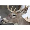 Image 6 : 10-Point WHITETAIL DEER Shoulder Mount