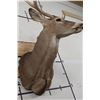 Image 9 : 10-Point WHITETAIL DEER Shoulder Mount