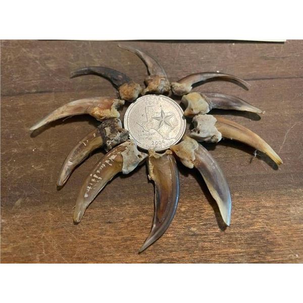 (10) Large to XL NORTH AMERICAN BADGER Front Claws (ONE$)