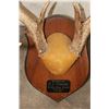 Image 10 : (3) WHITETAIL DEER Antler Racks on Matching Wooden Plaques (ONE$)