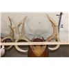 Image 11 : (3) WHITETAIL DEER Antler Racks on Matching Wooden Plaques (ONE$)