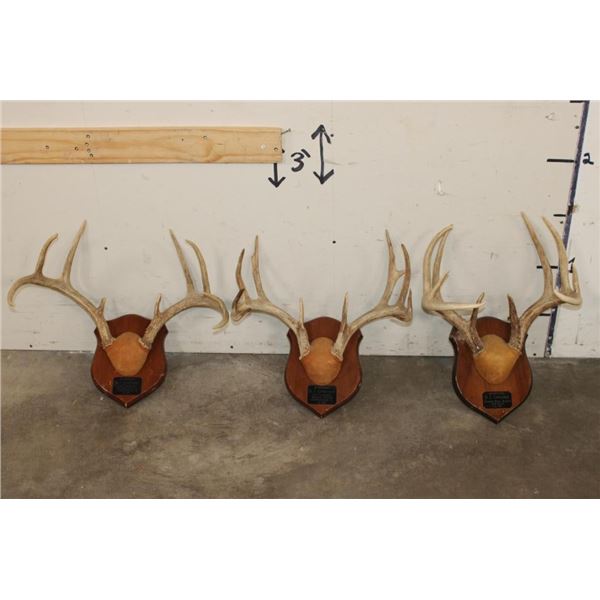 (3) WHITETAIL DEER Antler Racks on Matching Wooden Plaques (ONE$)