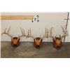 Image 1 : (3) WHITETAIL DEER Antler Racks on Matching Wooden Plaques (ONE$)