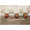 Image 2 : (3) WHITETAIL DEER Antler Racks on Matching Wooden Plaques (ONE$)