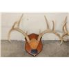 Image 3 : (3) WHITETAIL DEER Antler Racks on Matching Wooden Plaques (ONE$)