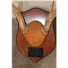 Image 4 : (3) WHITETAIL DEER Antler Racks on Matching Wooden Plaques (ONE$)