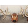 Image 6 : (3) WHITETAIL DEER Antler Racks on Matching Wooden Plaques (ONE$)
