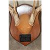 Image 7 : (3) WHITETAIL DEER Antler Racks on Matching Wooden Plaques (ONE$)