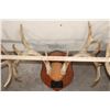 Image 8 : (3) WHITETAIL DEER Antler Racks on Matching Wooden Plaques (ONE$)