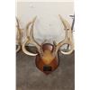 Image 9 : (3) WHITETAIL DEER Antler Racks on Matching Wooden Plaques (ONE$)