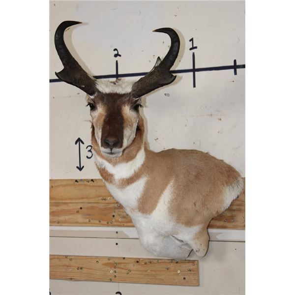 PRONGHORN Wall Pedestal Mount