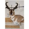 Image 1 : PRONGHORN Wall Pedestal Mount