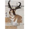 Image 2 : PRONGHORN Wall Pedestal Mount
