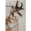 Image 3 : PRONGHORN Wall Pedestal Mount