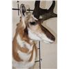 Image 4 : PRONGHORN Wall Pedestal Mount